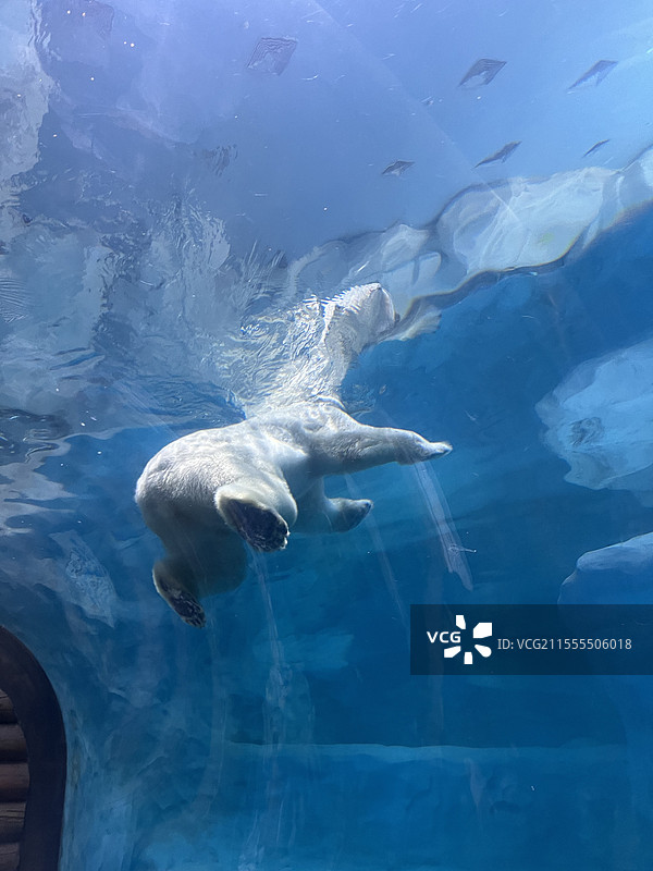 北极熊图片素材