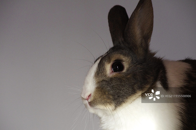 兔子特写图片素材