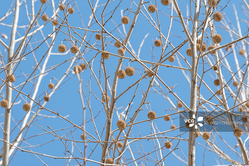 晴朗蓝天下的裸树俯视图图片素材