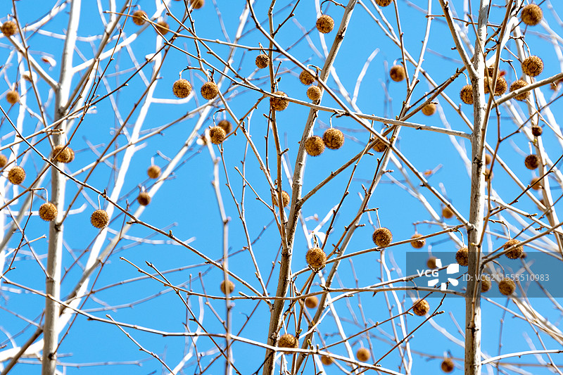 晴朗蓝天下的裸树俯视图图片素材