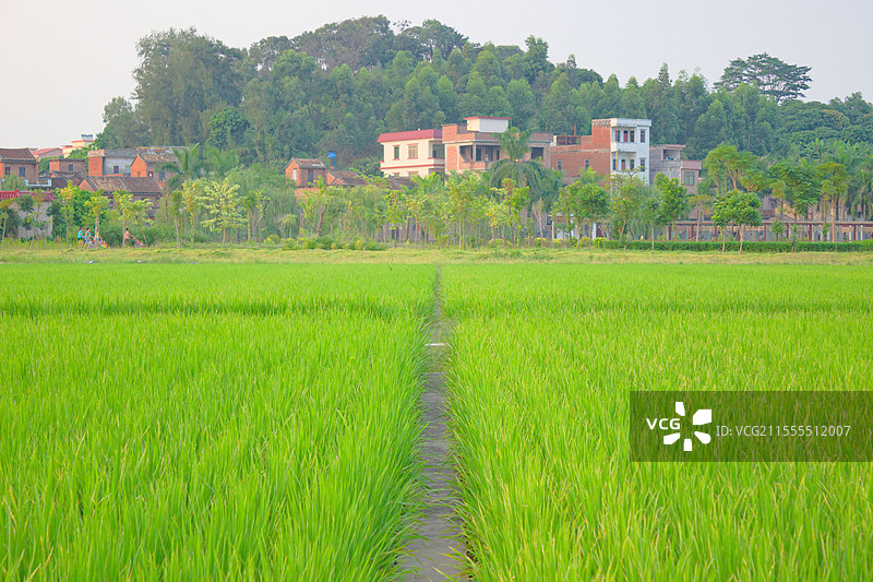东莞东城，周屋稻田，乡村稻田风光美景！图片素材
