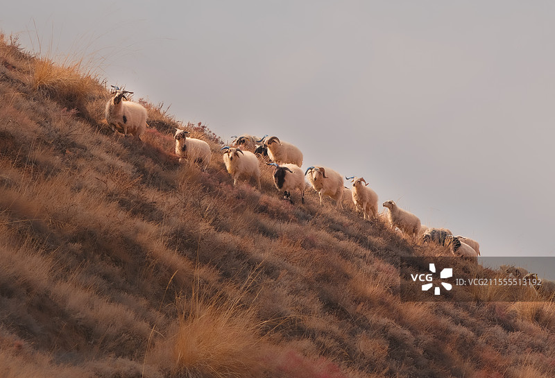 羊群图片素材