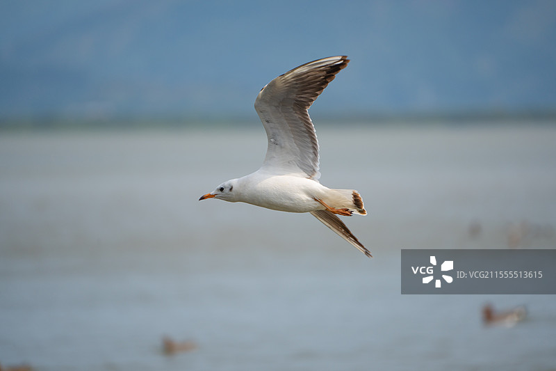 深圳湾公园半空中自由飞翔的海鸥图片素材