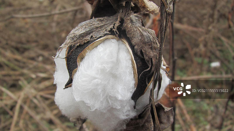 一枝干枯的棉花图片素材