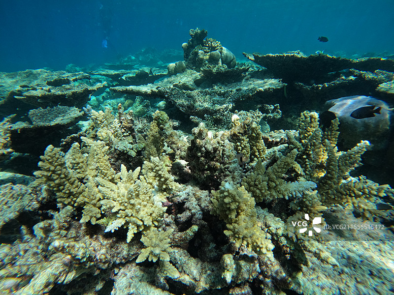 马尔代夫海底珊瑚图片素材