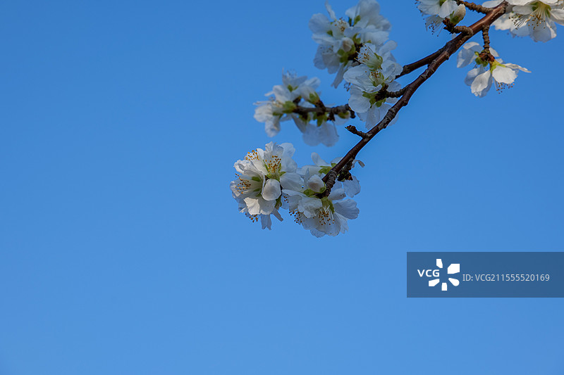 天津水西公园春季户外绽放的杏花桃花图片素材