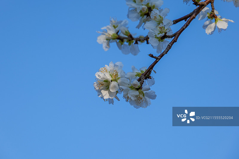 天津水西公园春季户外绽放的杏花桃花图片素材