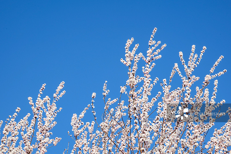 天津水西公园春季户外绽放的杏花桃花图片素材