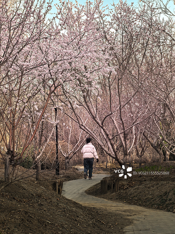 初春的桃林桃花刚刚盛开，一个粉衣女子穿过桃林，走在蜿蜒的小路上图片素材