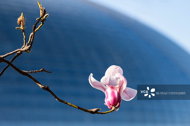 玉兰花绽放在国家大剧院图片素材