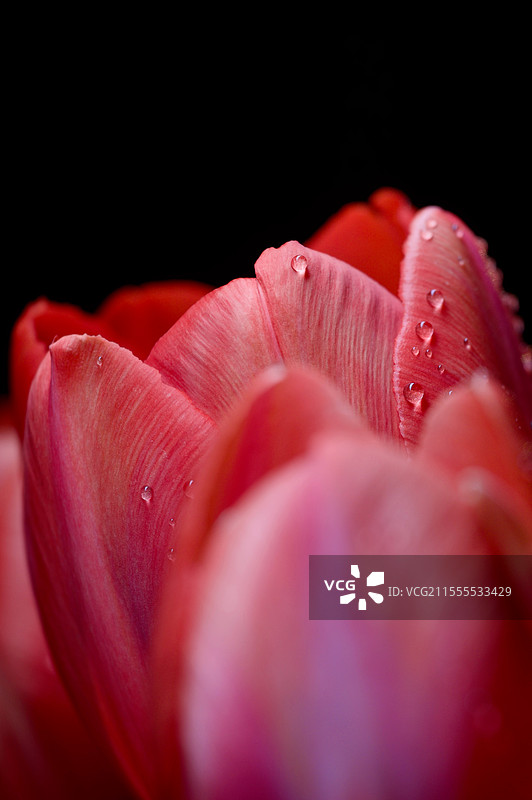 郁金香图片素材