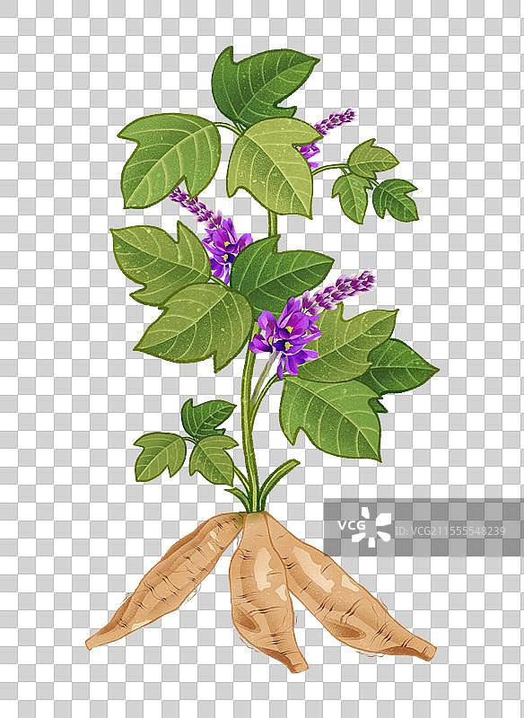 中国传统文化中医养生中草药药材医疗用品之葛根图片素材