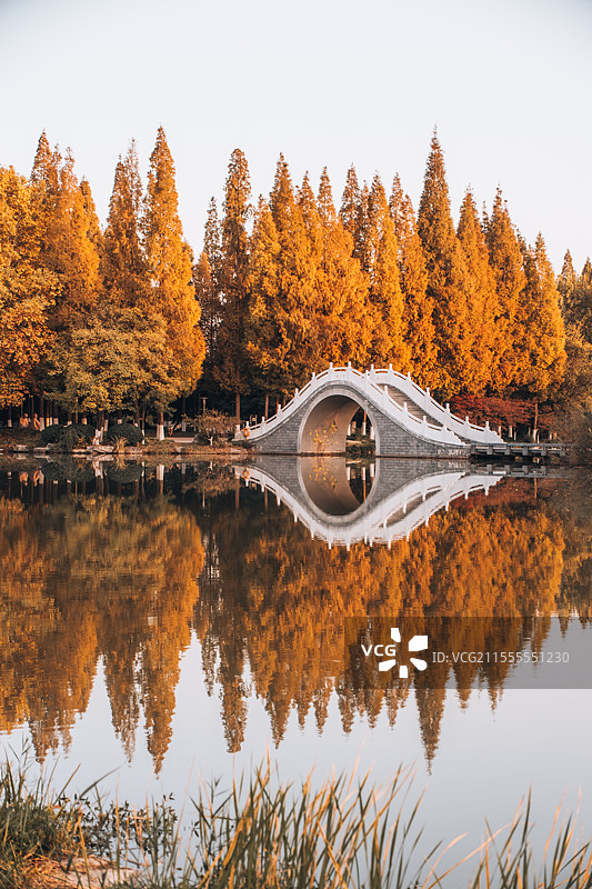 邳州红枫森林公园图片素材