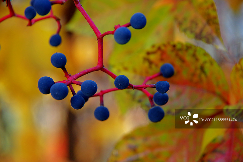 地锦果图片素材