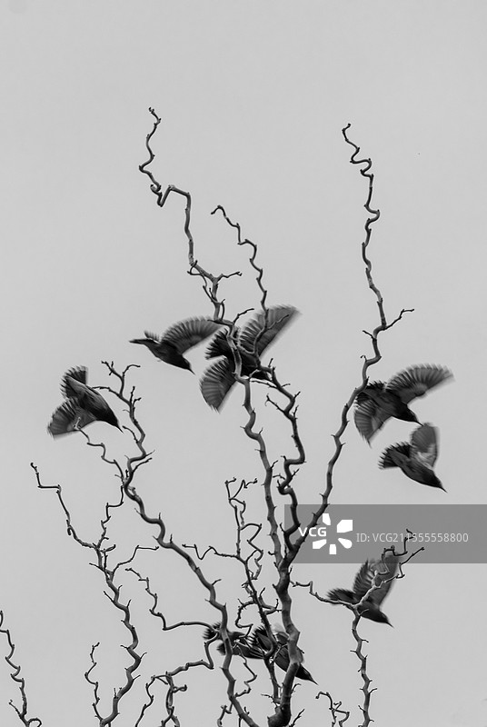 树与飞鸟图片素材