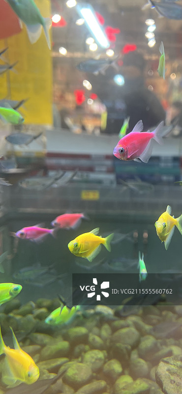七彩金鱼图片素材