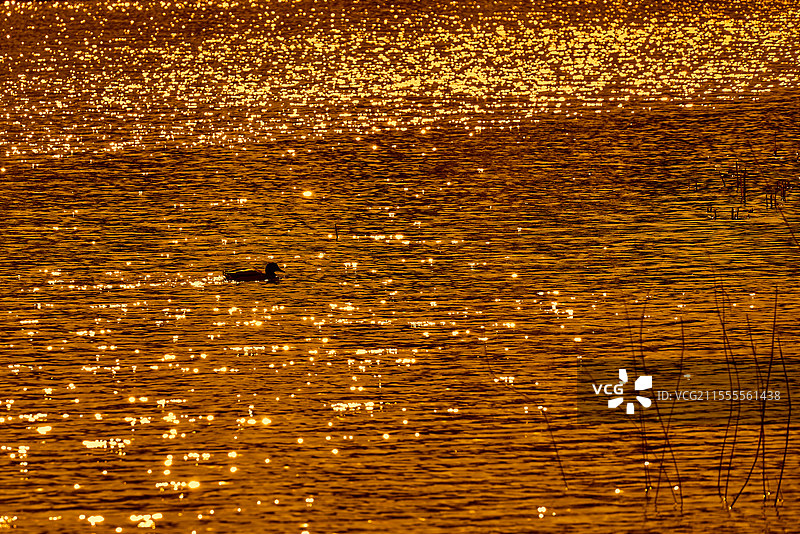 湖中漫游的鸭子图片素材