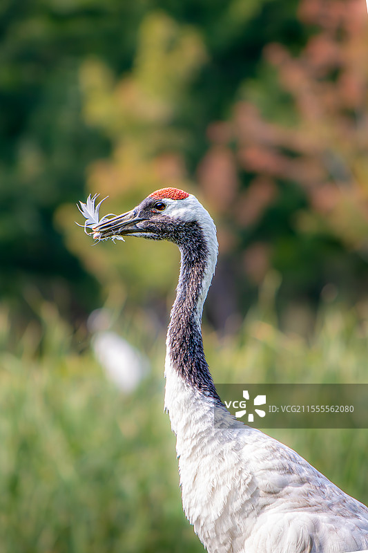 丹顶鹤图片素材
