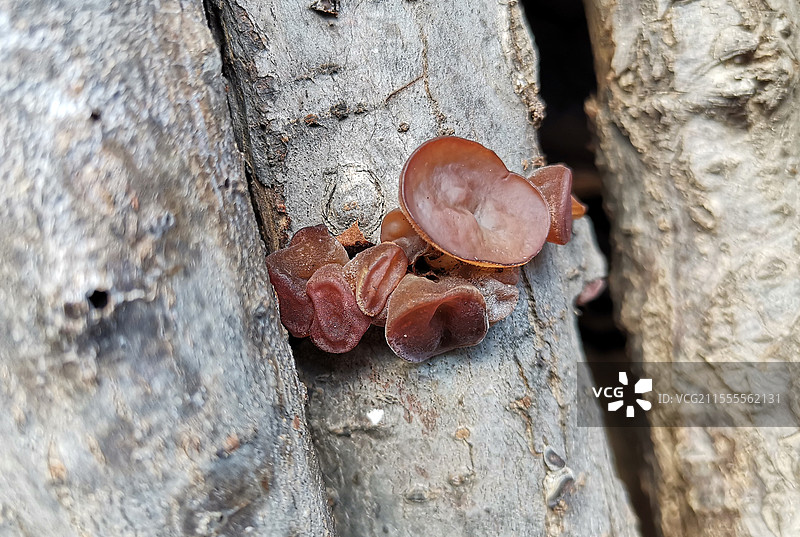 长在木头上的野生木耳图片素材