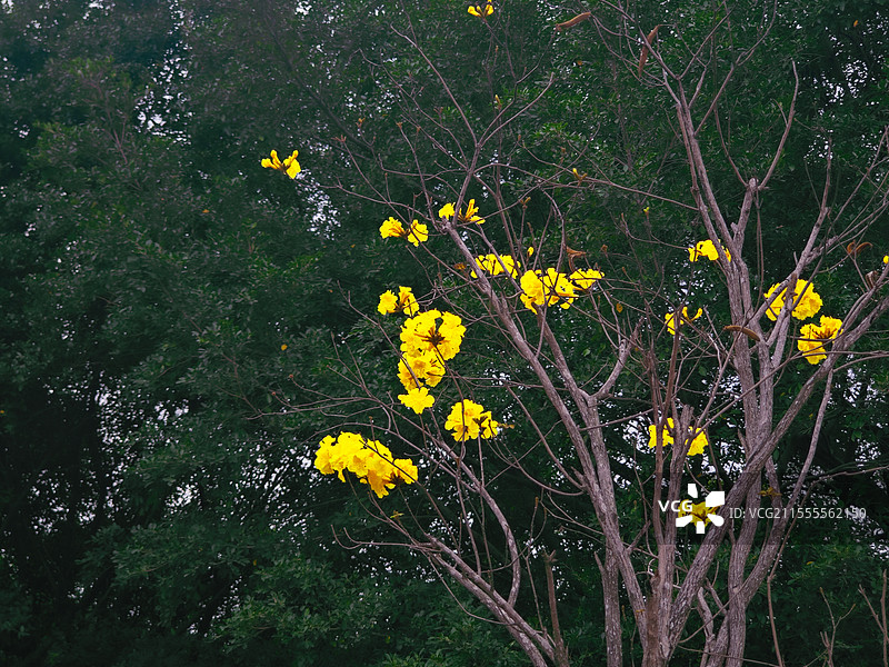 黄花风铃木图片素材