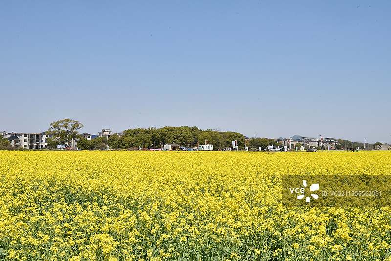 蓝天下的春天里大片油菜花有风车和远山图片素材