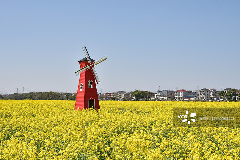 蓝天下的春天里大片油菜花有风车和远山图片素材