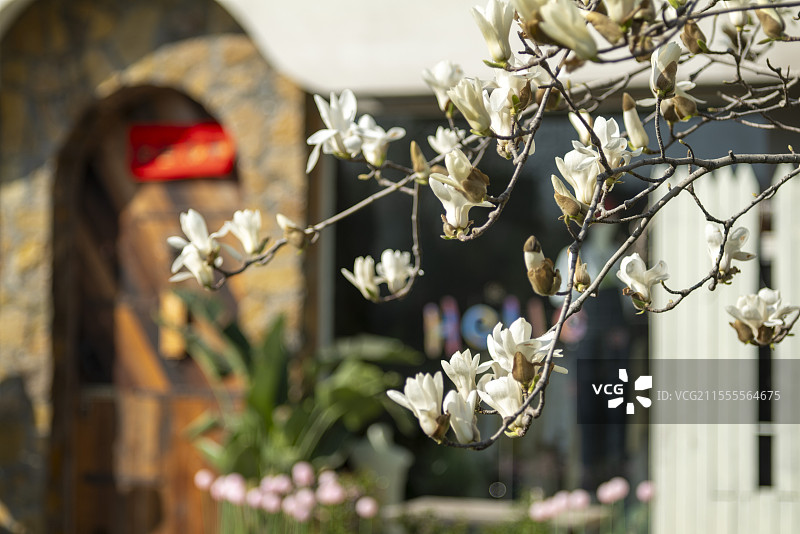 白玉兰花图片素材