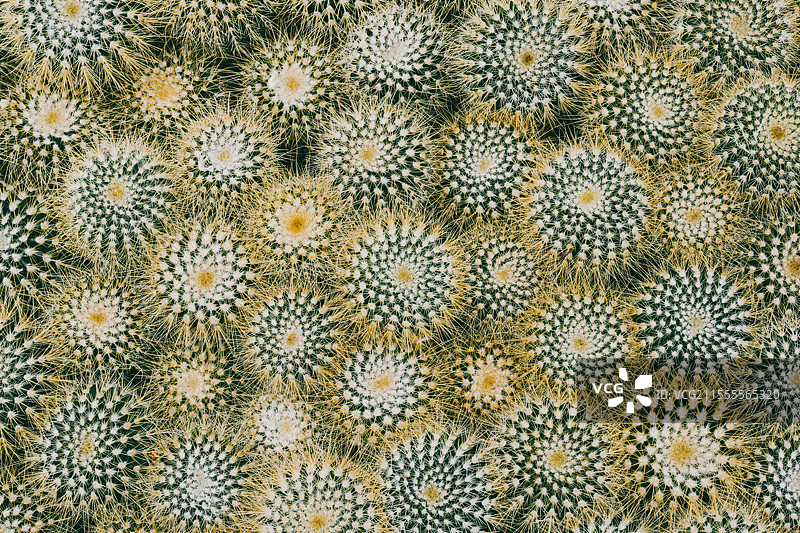 热带沙漠植物仙人掌仙人球图片素材