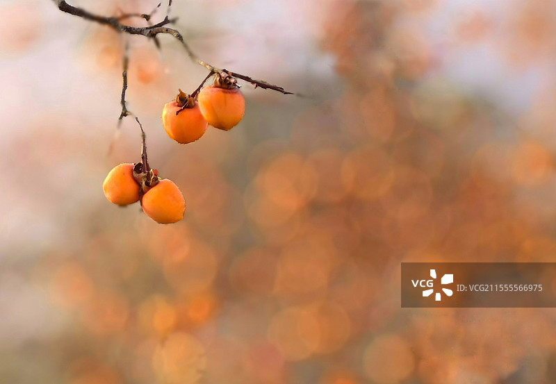 事事（柿柿）如意图片素材