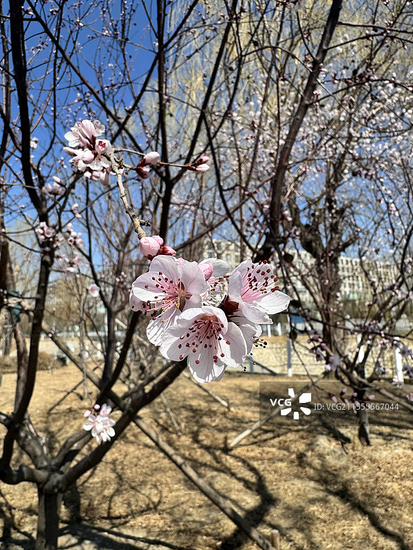 山桃花 北京西湖园图片素材