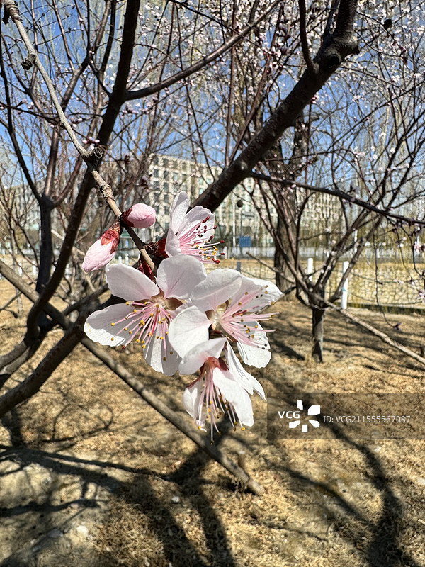 山桃花 北京西湖园图片素材