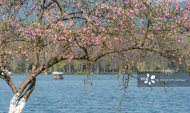 杭州西湖苏堤之春图片素材