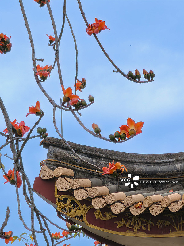 顺德逢简水乡红棉花开图片素材