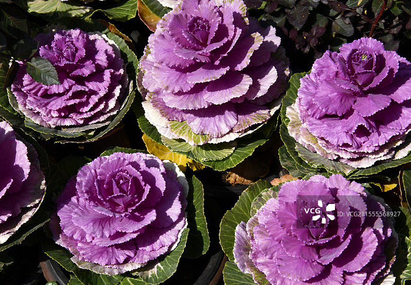 紫羽衣甘蓝图片素材