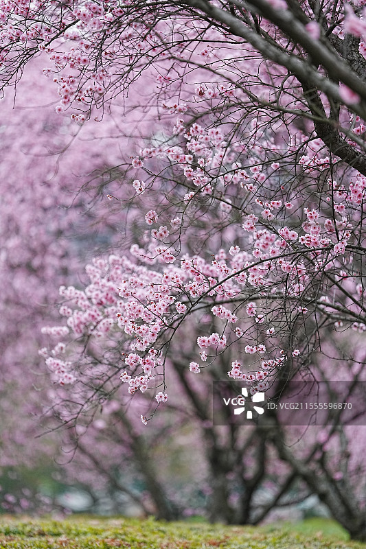 美人梅图片素材