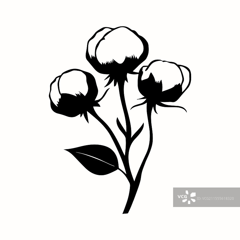 孤立的棉花枝条，雕刻风格图片素材