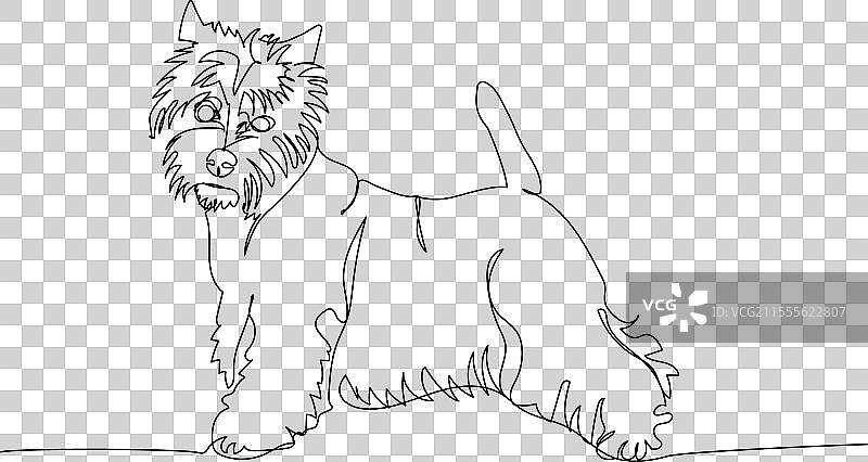 西高地白梗（Westie）苏格兰犬图片素材