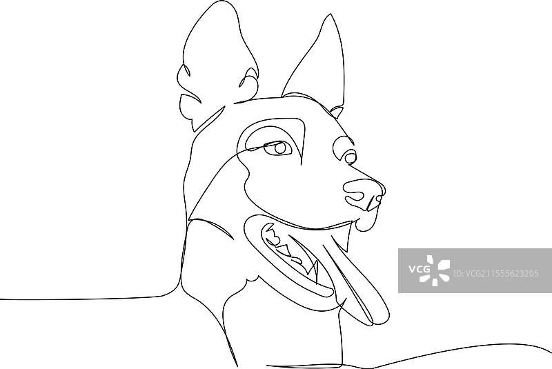 比利时马里努阿犬牧羊犬品种图片素材