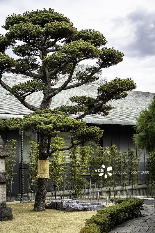 日本东京根津美术馆，庭园景观，自然元素，收藏艺术品图片素材