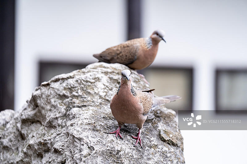 何园的珠颈斑鸠图片素材