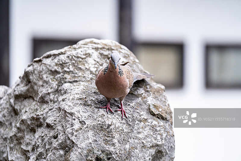 何园的珠颈斑鸠图片素材