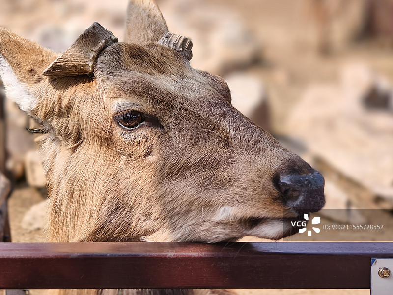 青岛森林野生动物世界  鹿图片素材