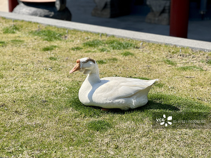 结善缘-上海龙华古寺图片素材