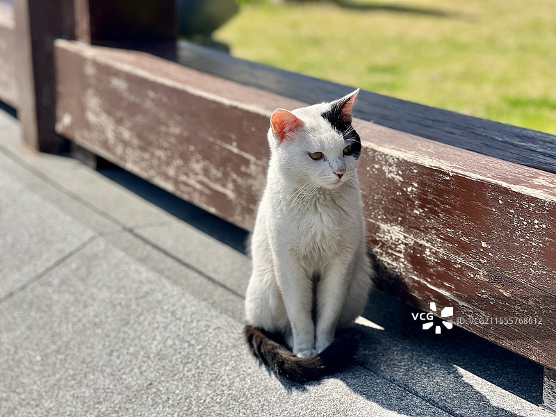 结善缘-上海龙华古寺图片素材