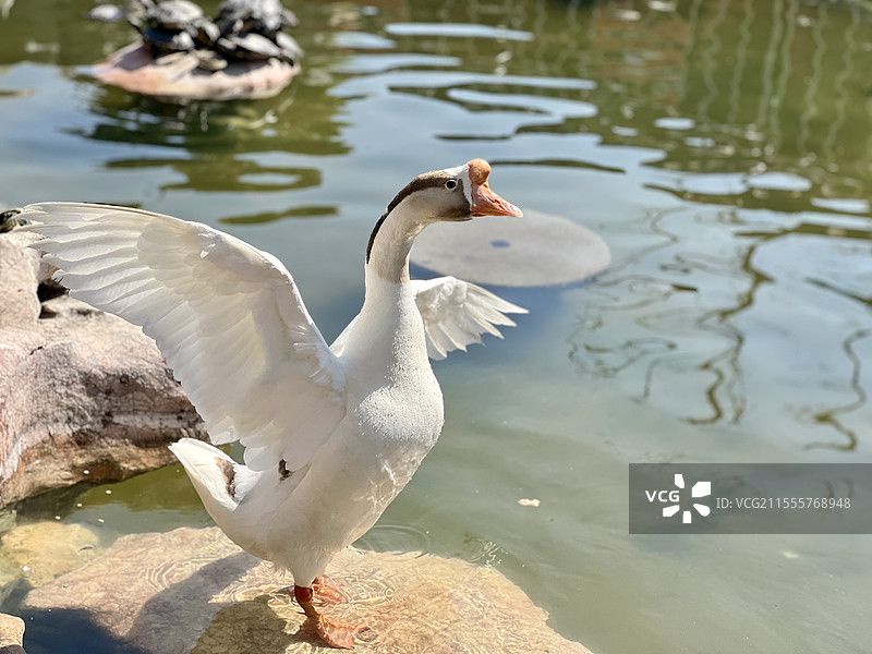 结善缘-上海龙华古寺图片素材