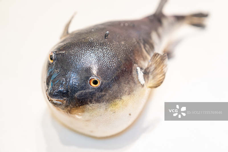 鲜椒河豚图片素材