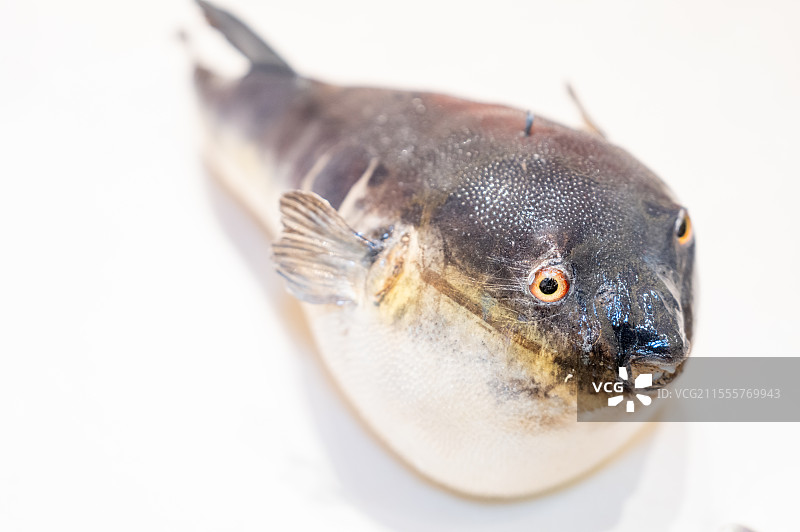 鲜椒河豚图片素材