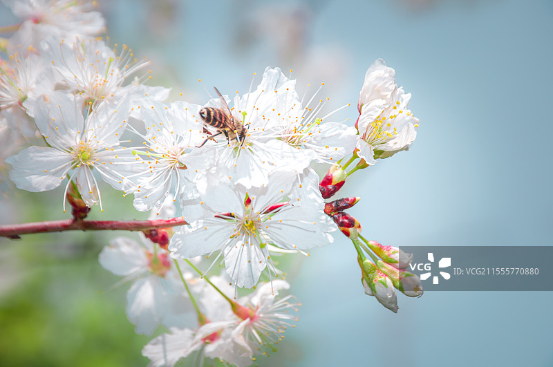 白色樱花图片素材