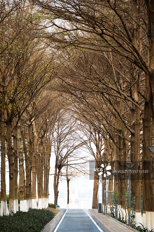 生物岛枝条交错的林荫步道图片素材