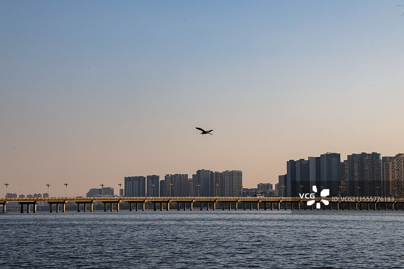 水上飞鸟图片素材